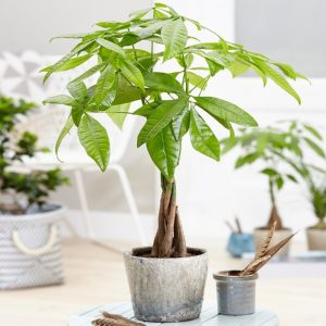 Bật mí mệnh hoả hợp cây gì để bàn làm việc